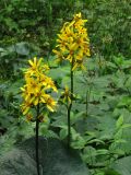 Ligularia fischeri. Соцветия. Приморье, окр. г. Находка, лесная поляна. 11.07.2016.