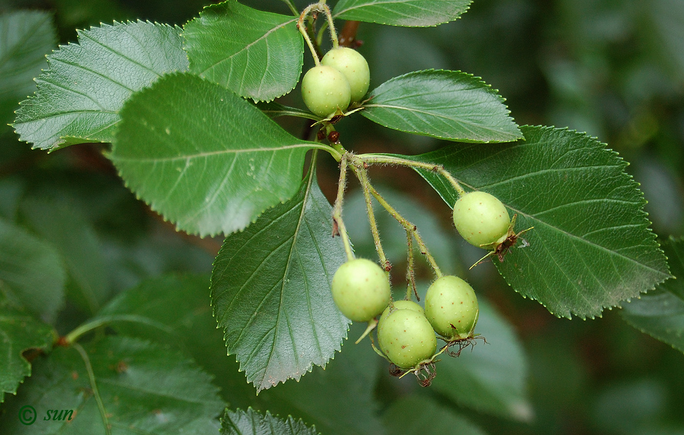 Изображение особи род Crataegus.