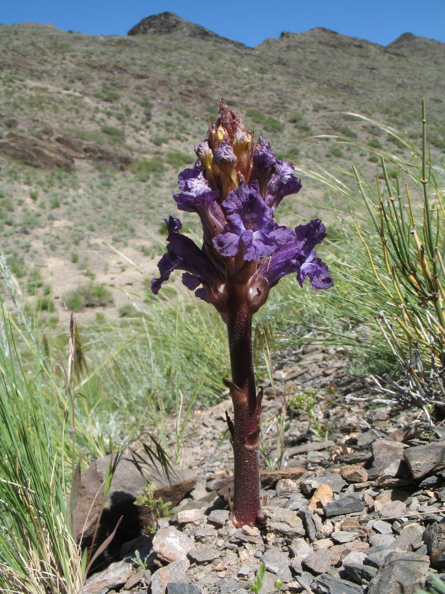 Image of Orobanche amoena f. colossea specimen.