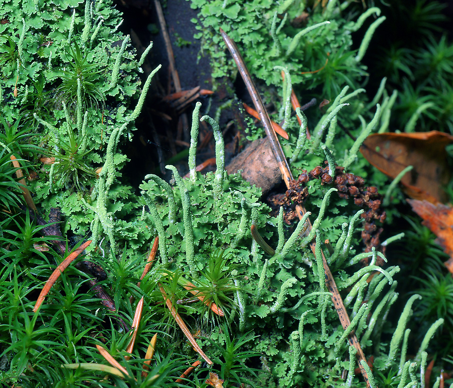 Изображение особи Cladonia coniocraea.