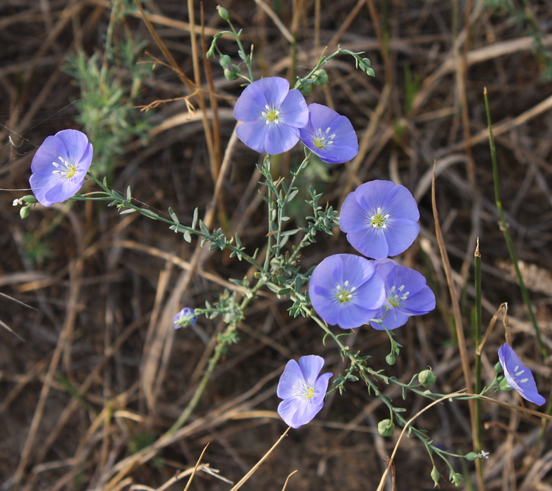 Image of Linum austriacum specimen.