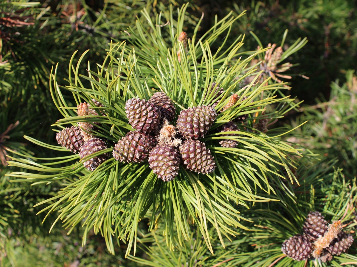 Image of Pinus mugo specimen.