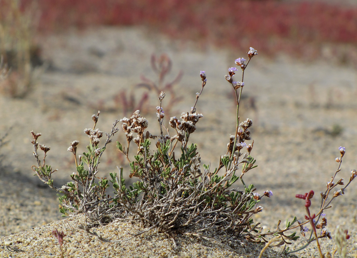 Image of Limonium suffruticosum specimen.