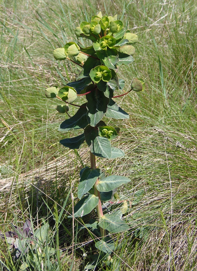 Image of Euphorbia agraria specimen.