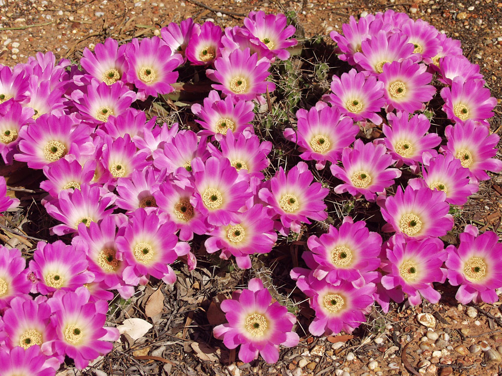 Image of Echinocereus berlandieri specimen.