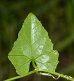 Coccinia grandis