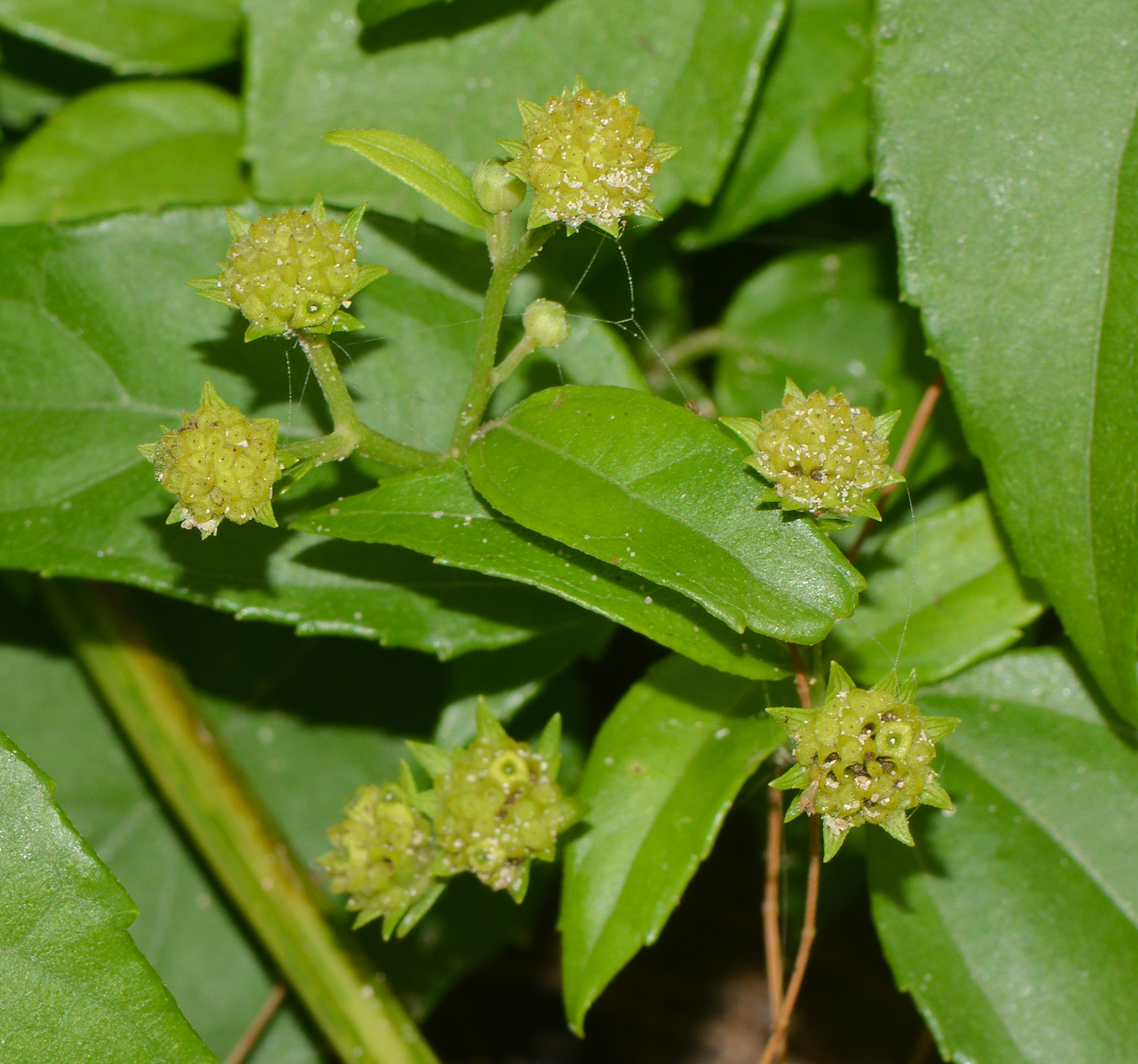 Image of Melanthera biflora specimen.