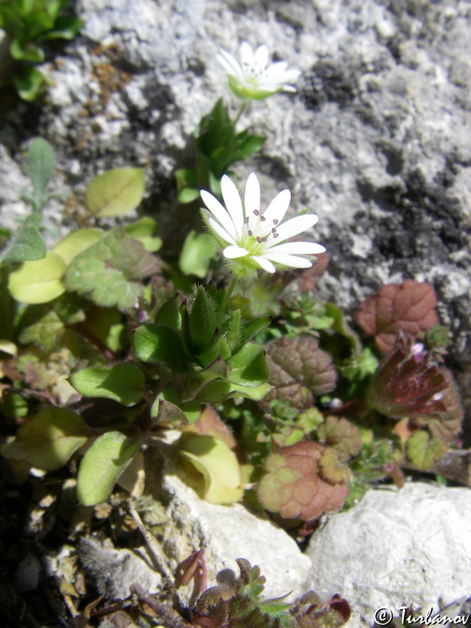 Изображение особи Stellaria neglecta.