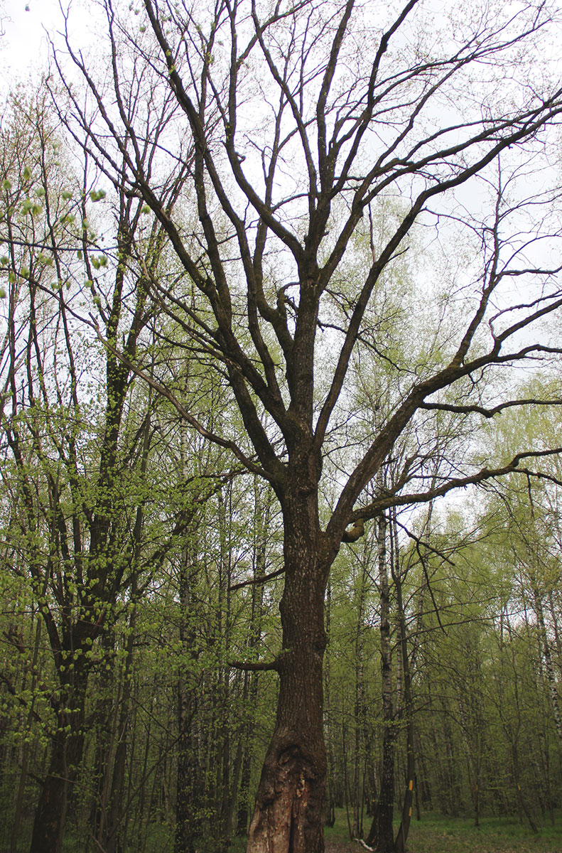 Image of Quercus robur specimen.