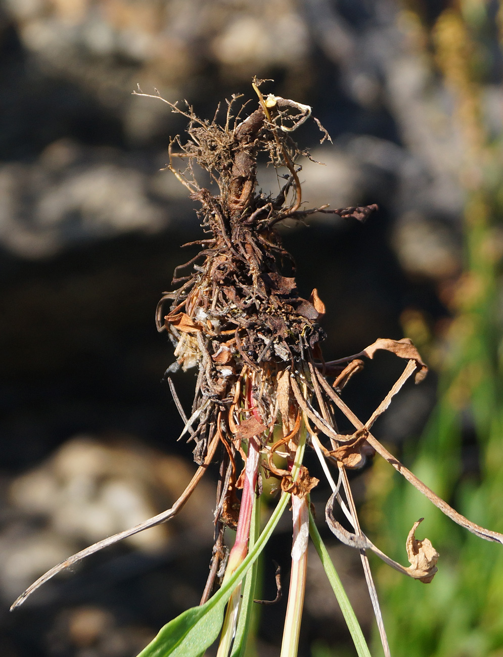 Image of Rumex acetosella specimen.