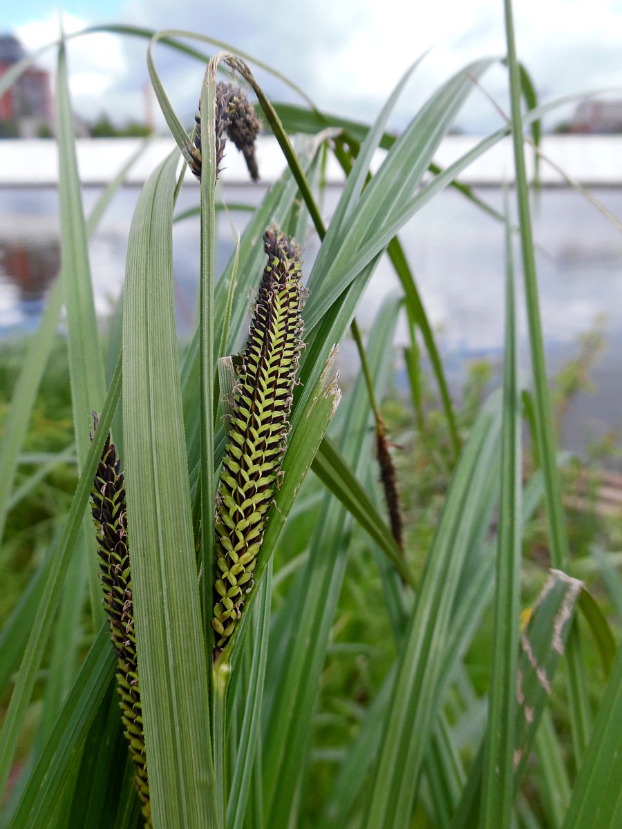 Image of Carex acuta specimen.