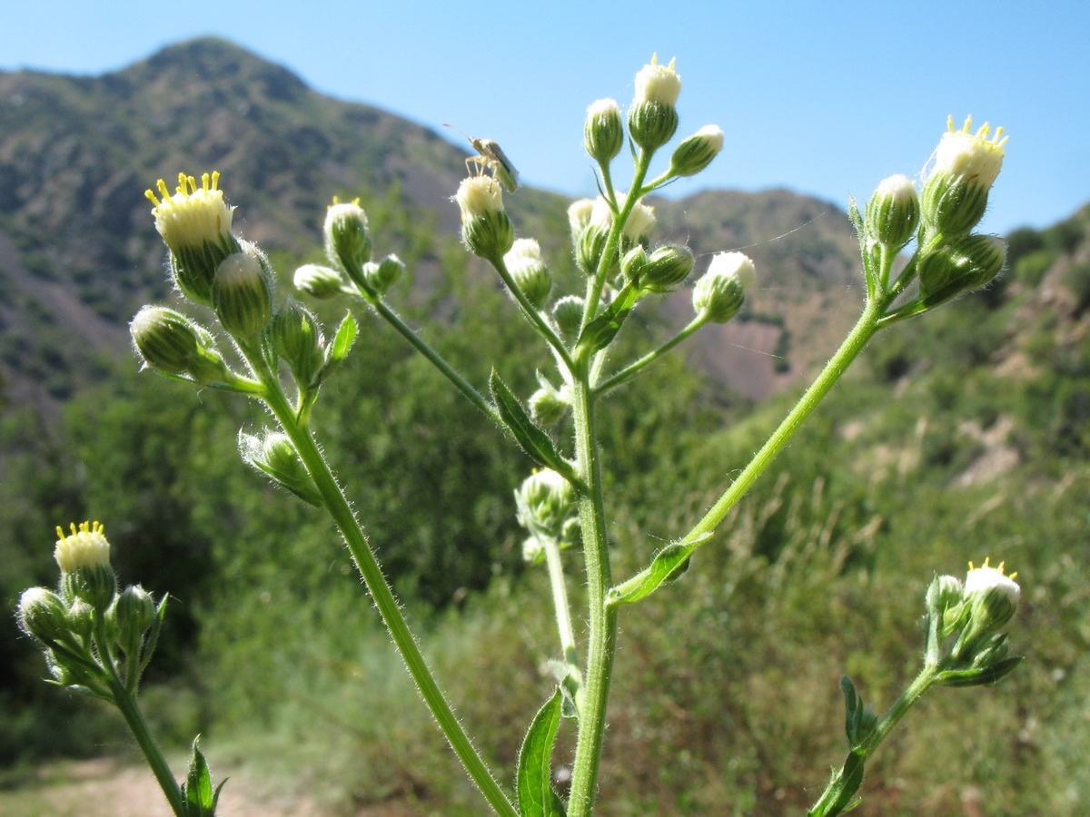 Image of Erigeron khorassanicus specimen.