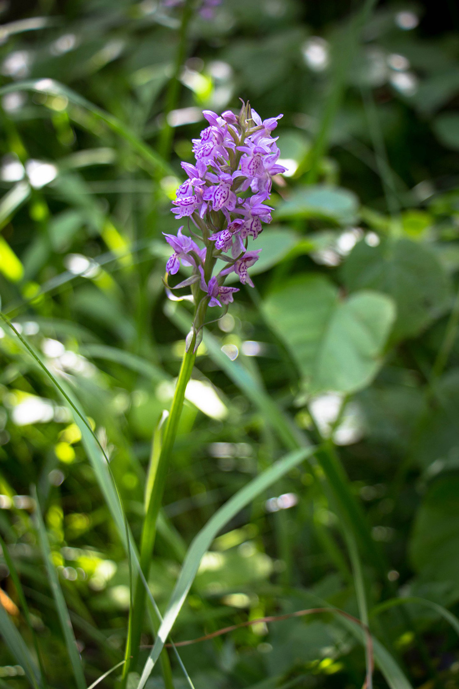 Изображение особи Dactylorhiza baltica.