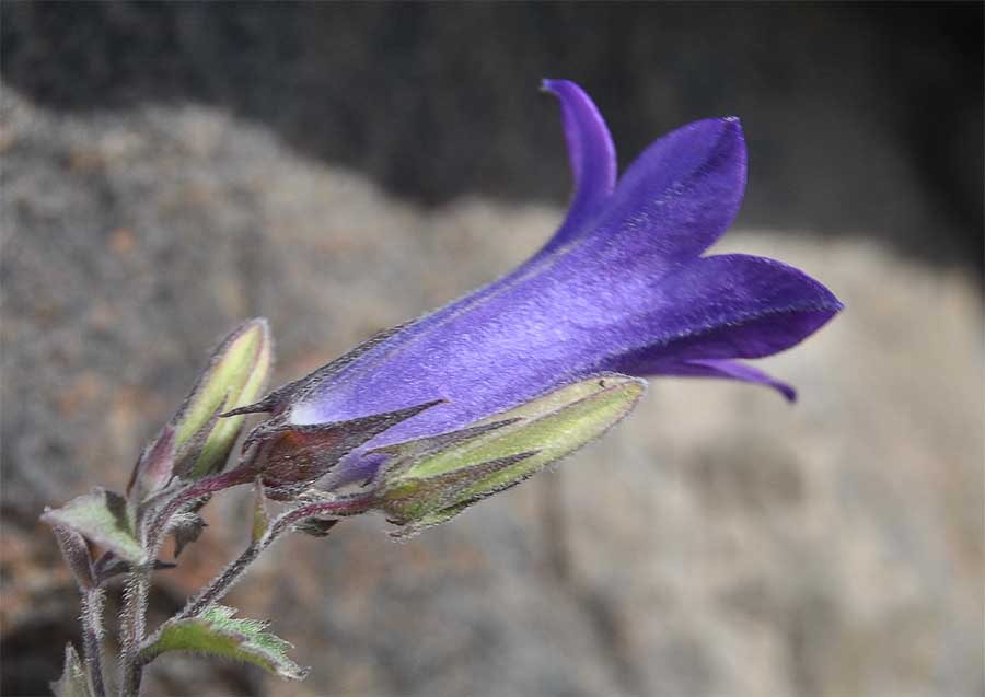 Image of Campanula bayerniana specimen.