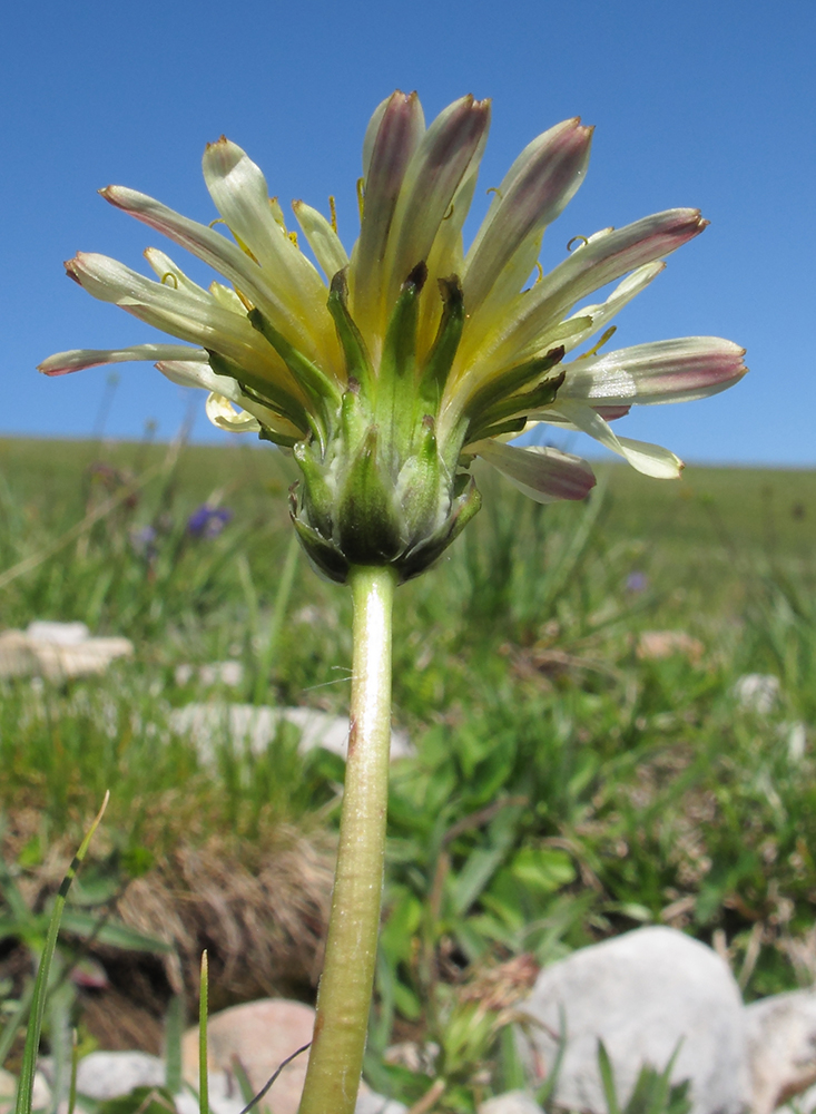 Image of Taraxacum confusum specimen.