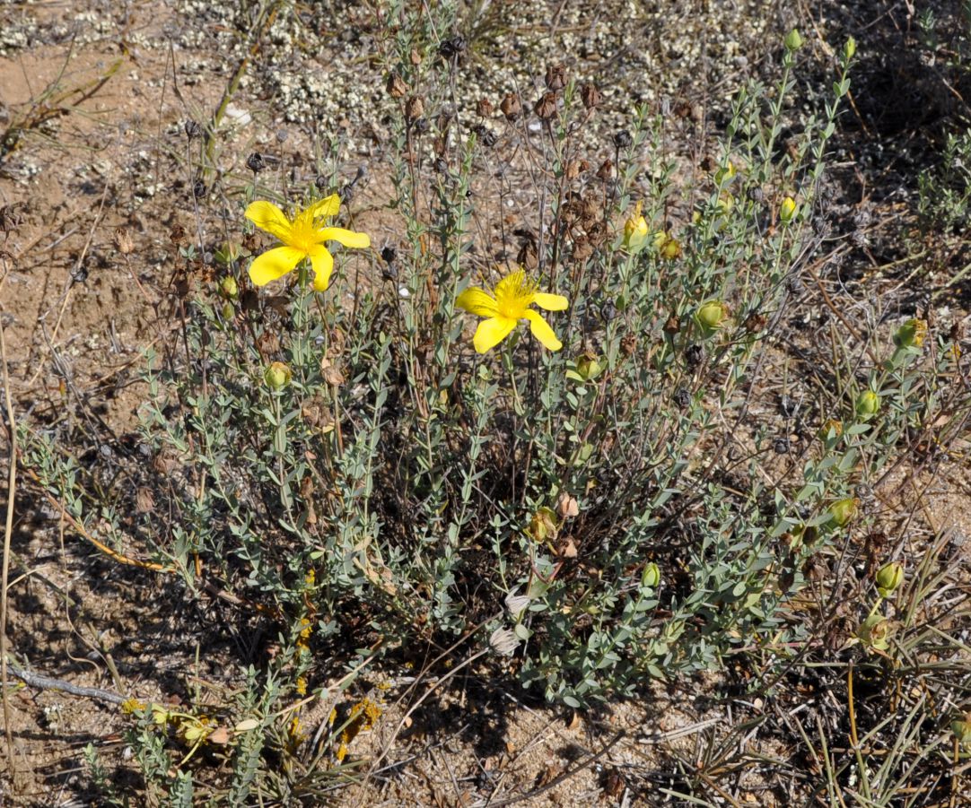 Image of Hypericum olympicum specimen.