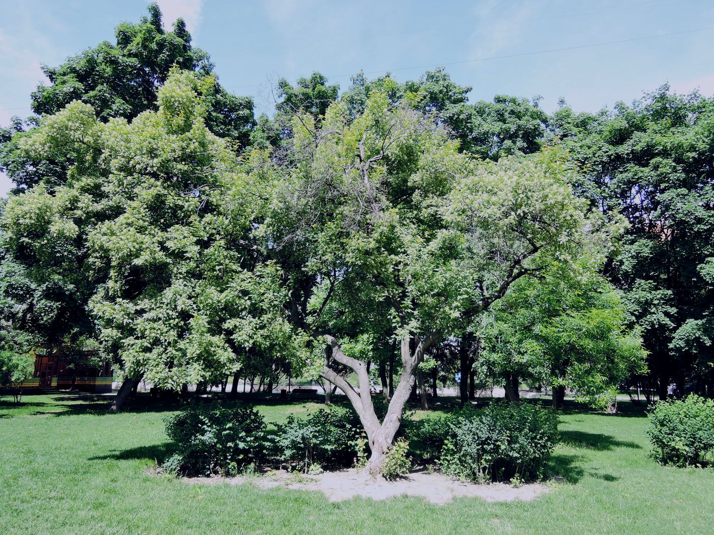 Image of genus Acer specimen.