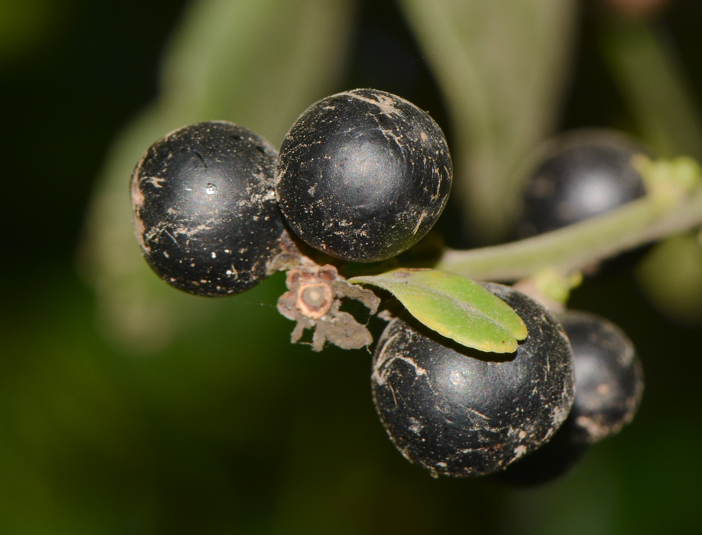 Image of Atalantia buxifolia specimen.