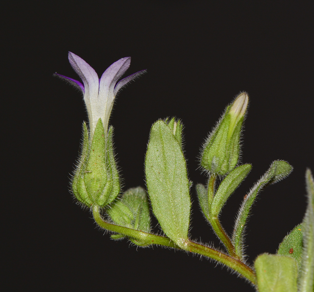 Image of Campanula hierosolymitana specimen.