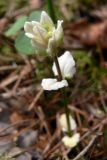 Glechoma hederacea. Молодой побег (в листьях нарушен синтез хлорофилла). Свердловская обл., окр. г. Североуральск, опушка сосново-елового леса. 27.05.2007.