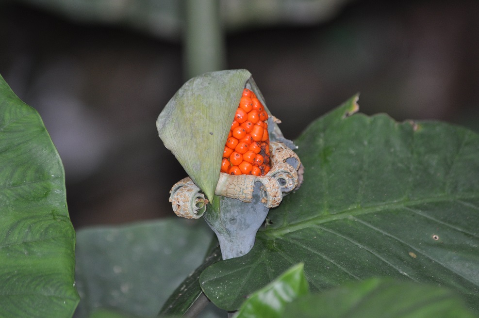 Изображение особи род Alocasia.