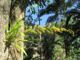 Oncidium cebolleta. Цветущее растение на стволе дерева. Австралия, г. Брисбен, ботанический сад. 20.11.2016.