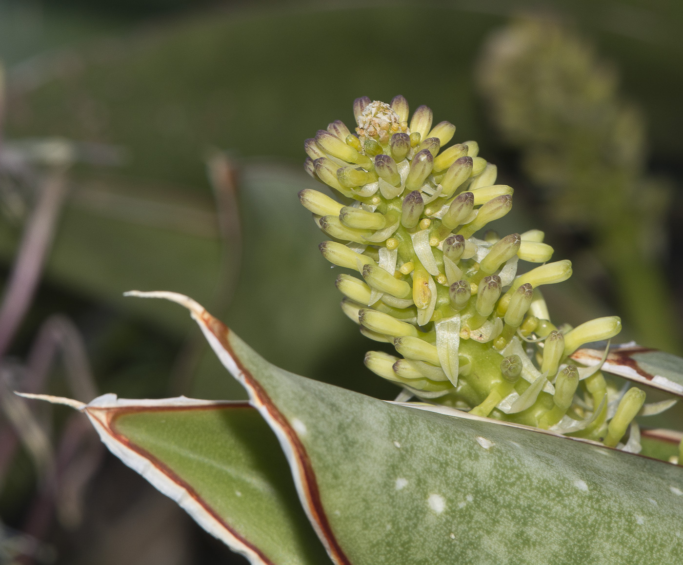 Image of Sansevieria liberica specimen.