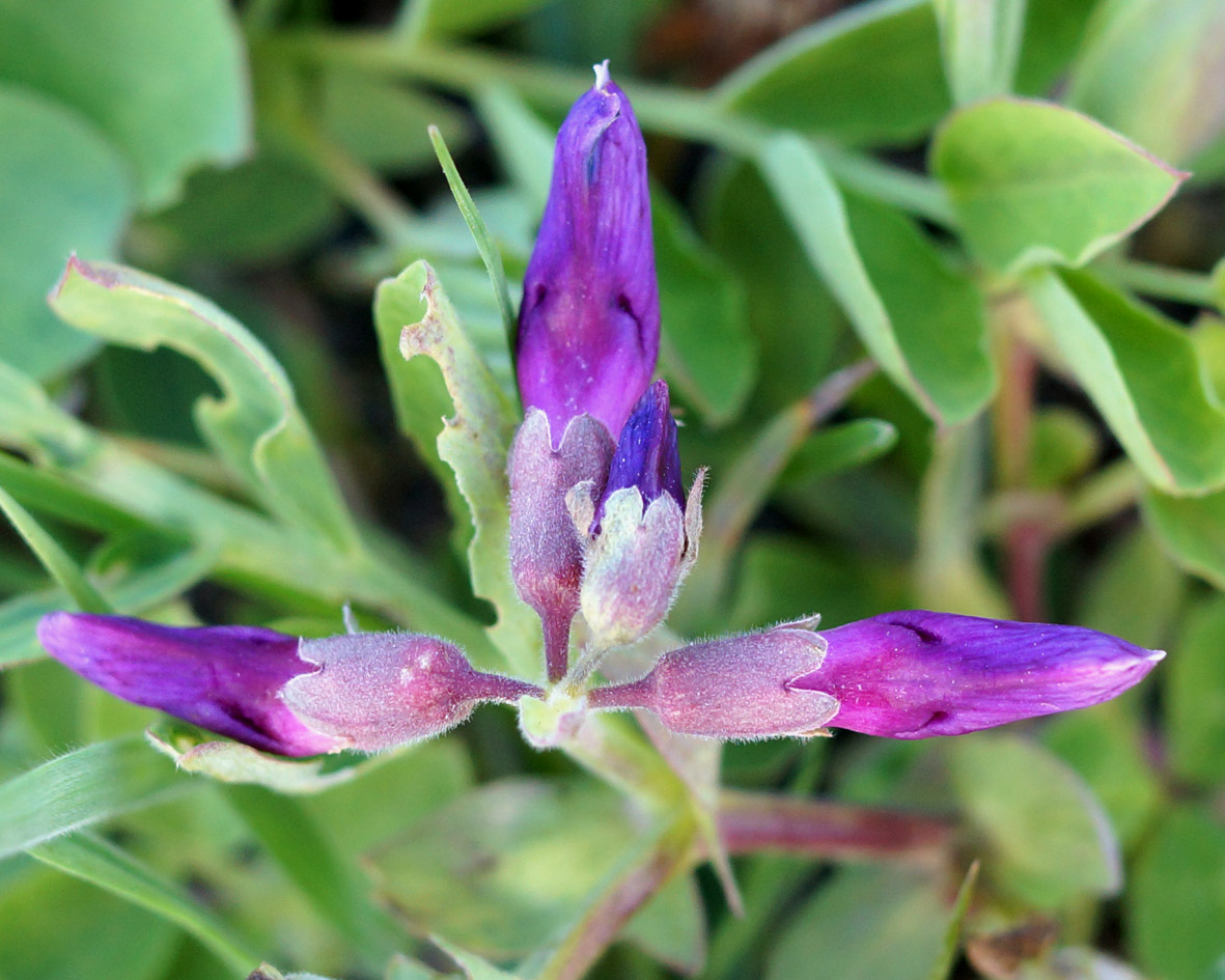 Изображение особи Lathyrus japonicus.