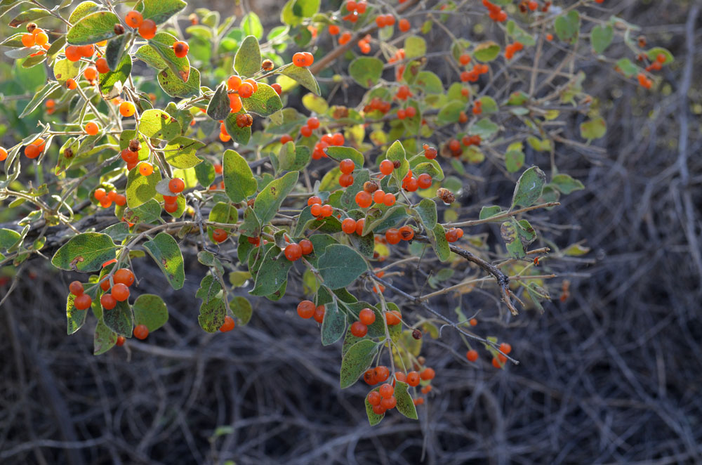 Image of Lonicera korolkowii specimen.