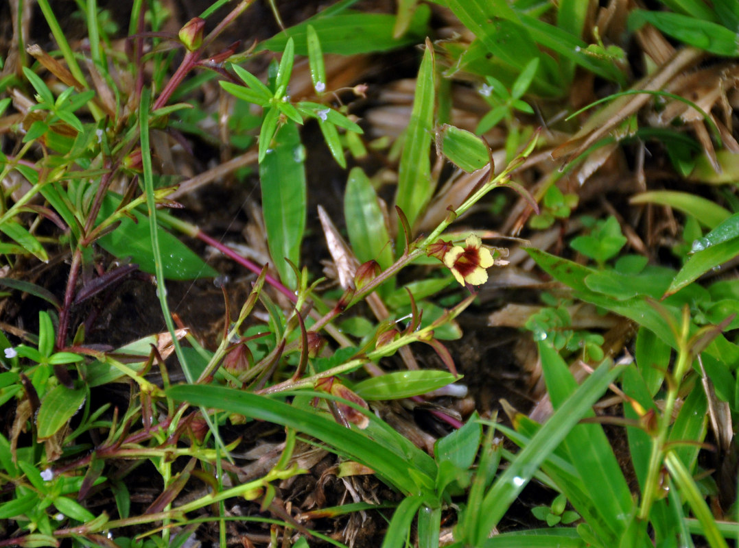 Изображение особи Centranthera tranquebarica.