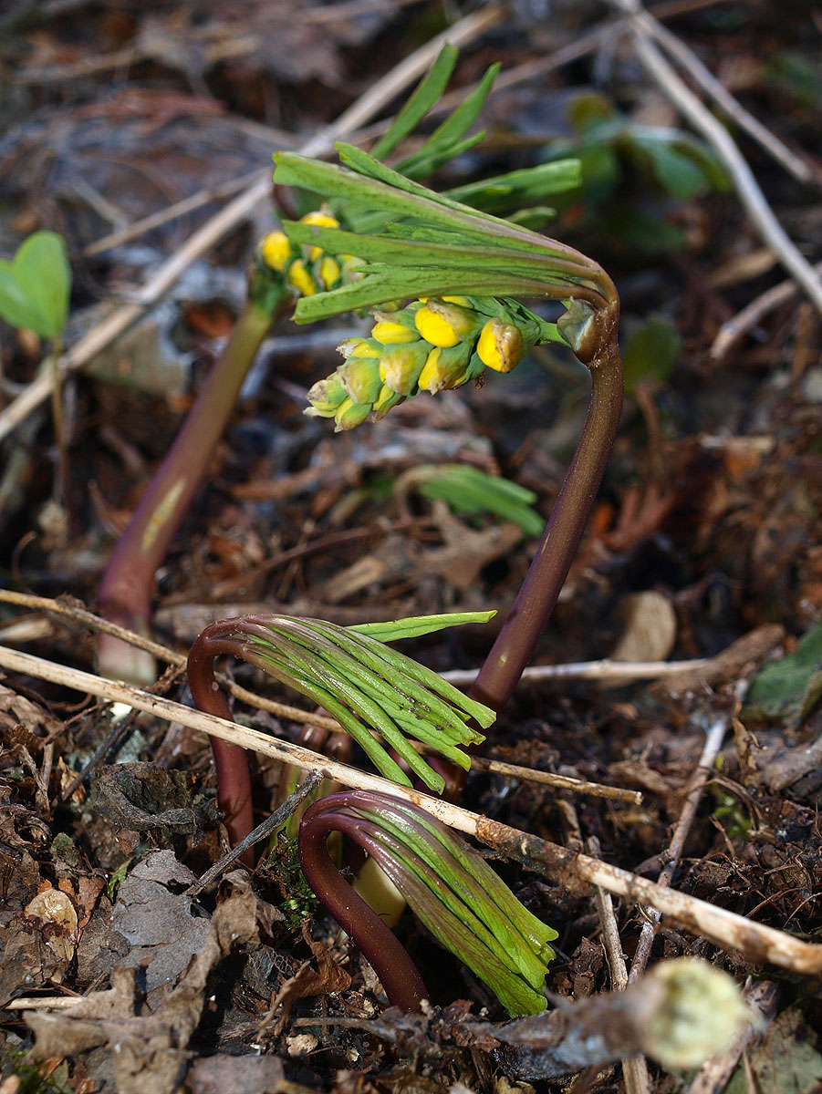 Image of Gymnospermium smirnowii specimen.