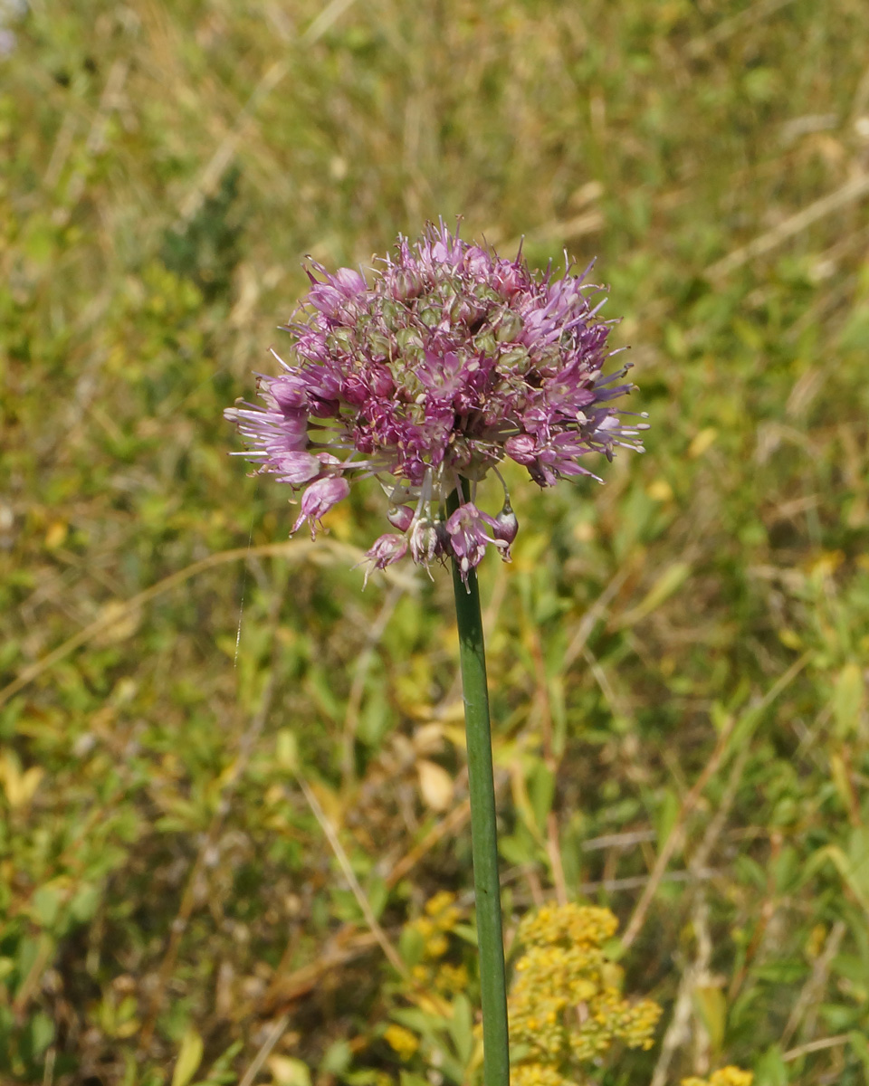 Image of Allium montanostepposum specimen.