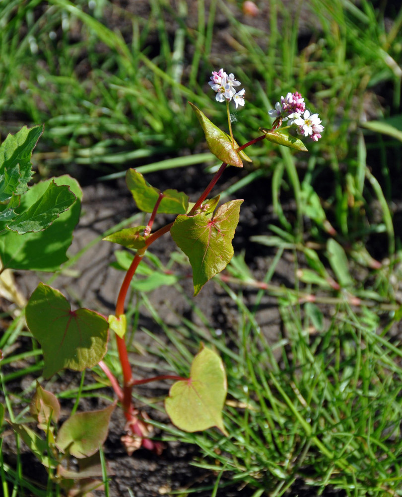 Image of Fagopyrum esculentum specimen.