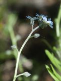 Myosotis decumbens. Верхняя часть соцветия. Мурманская обл., окр. пос. Росляково, обочина тропы в березняке. 08.07.2018.