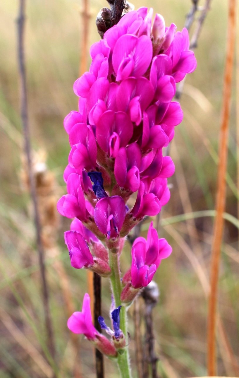 Изображение особи Oxytropis kasakorum.