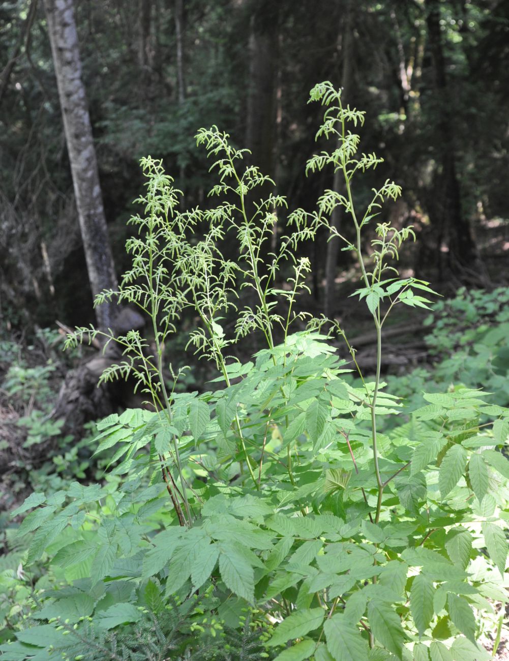 Image of Aruncus sylvestris specimen.