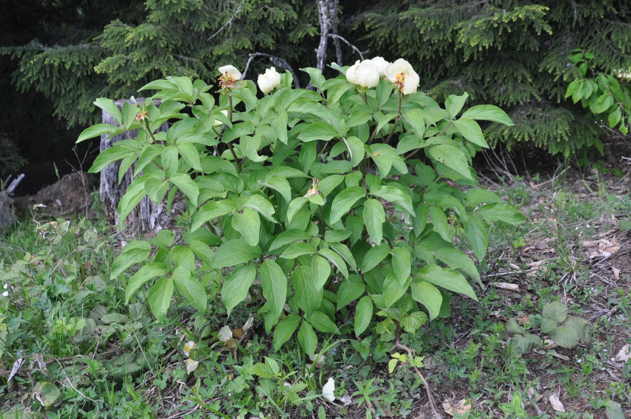 Image of Paeonia macrophylla specimen.