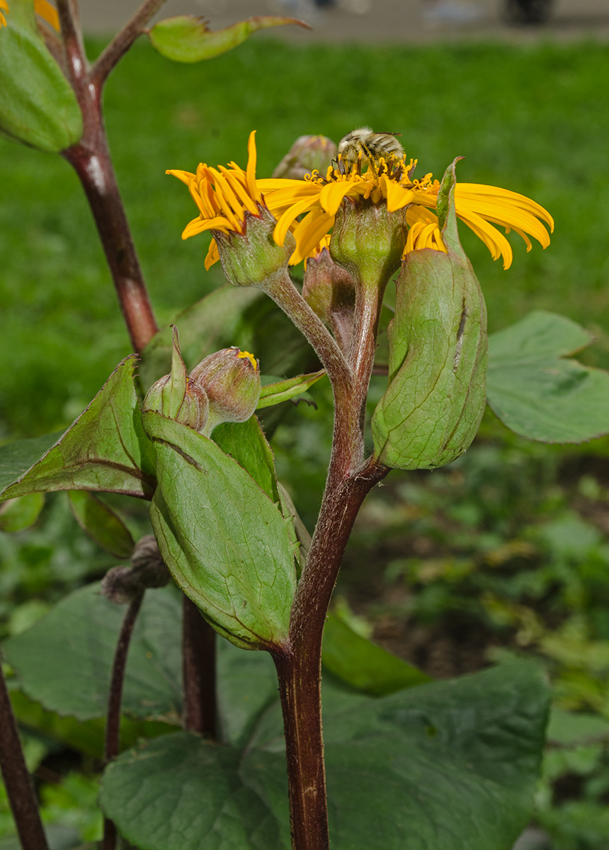 Image of Ligularia dentata specimen.