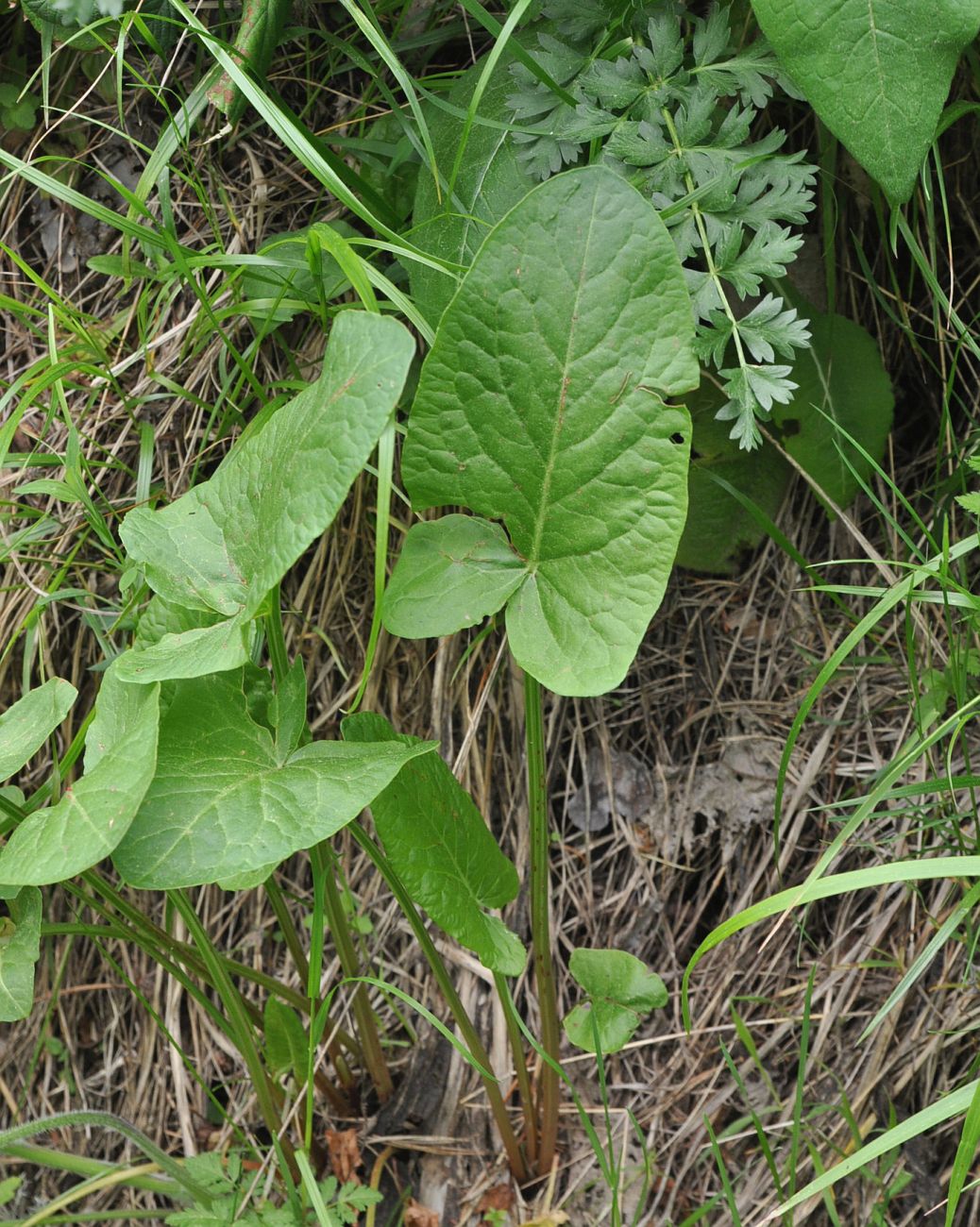 Image of genus Rumex specimen.