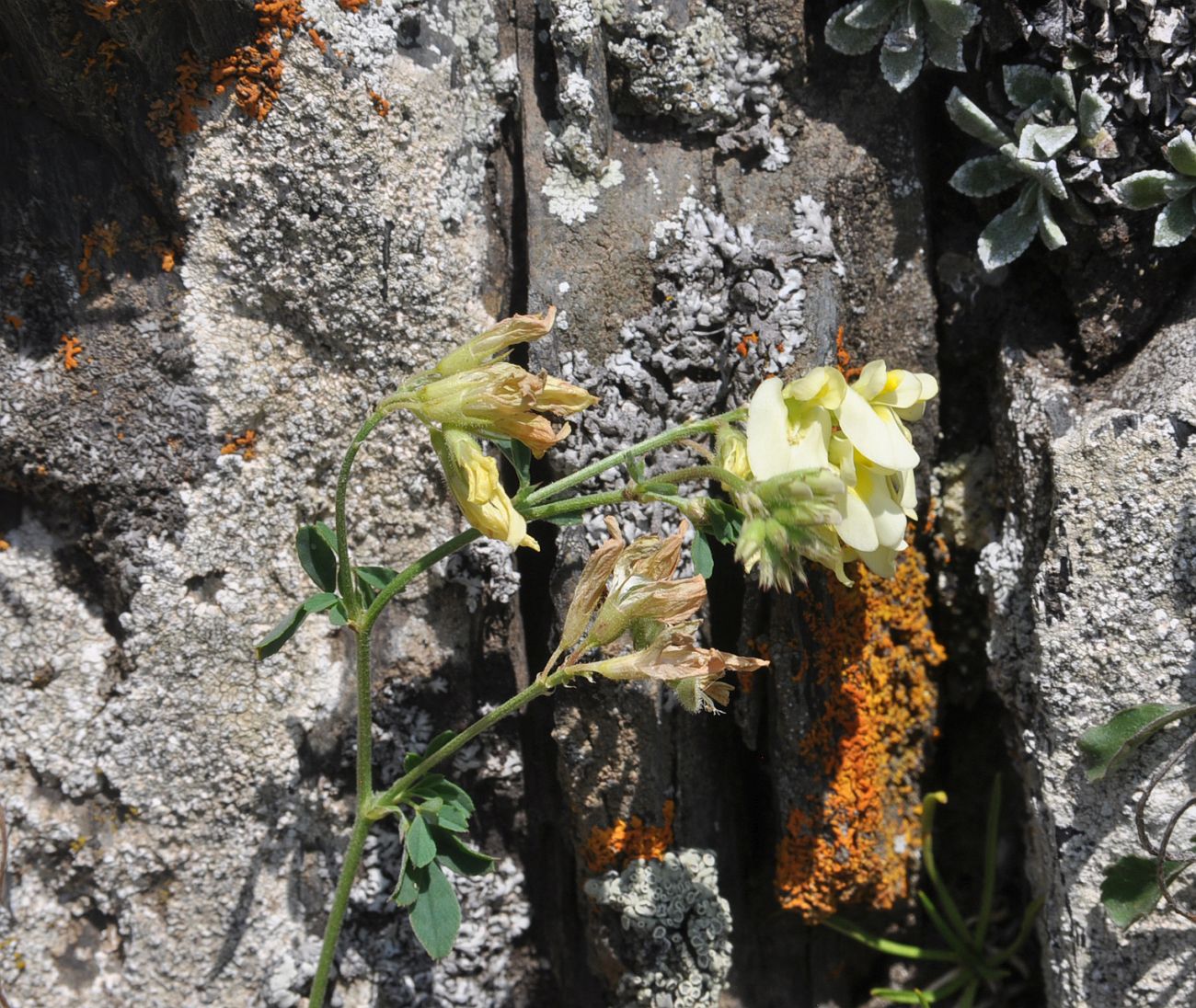 Изображение особи Medicago glutinosa.