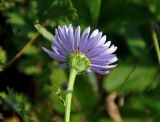 Aster serpentimontanus. Верхушка побега с соцветием (вид со стороны обёртки). Красноярский край, Шарыповский р-н, берег оз. Большое, луг. 12.07.2018.