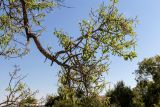 Amygdalus communis. Ветви взрослого дерева. Крым, г. Севастополь, в парке, в озеленении. 24.09.2018.