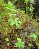 Comarum palustre. Листья. Коми, г. Печора, болотистый берег ручья. 09.06.2010.