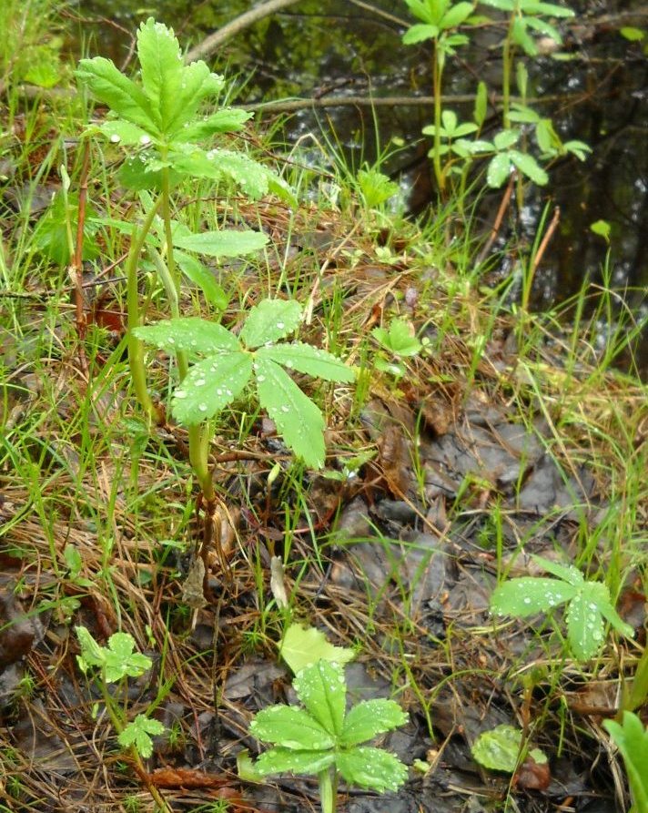 Image of Comarum palustre specimen.