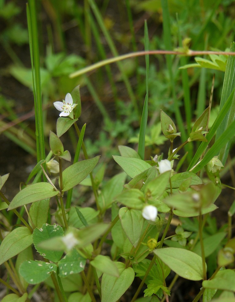 Изображение особи Anagallidium dichotomum.