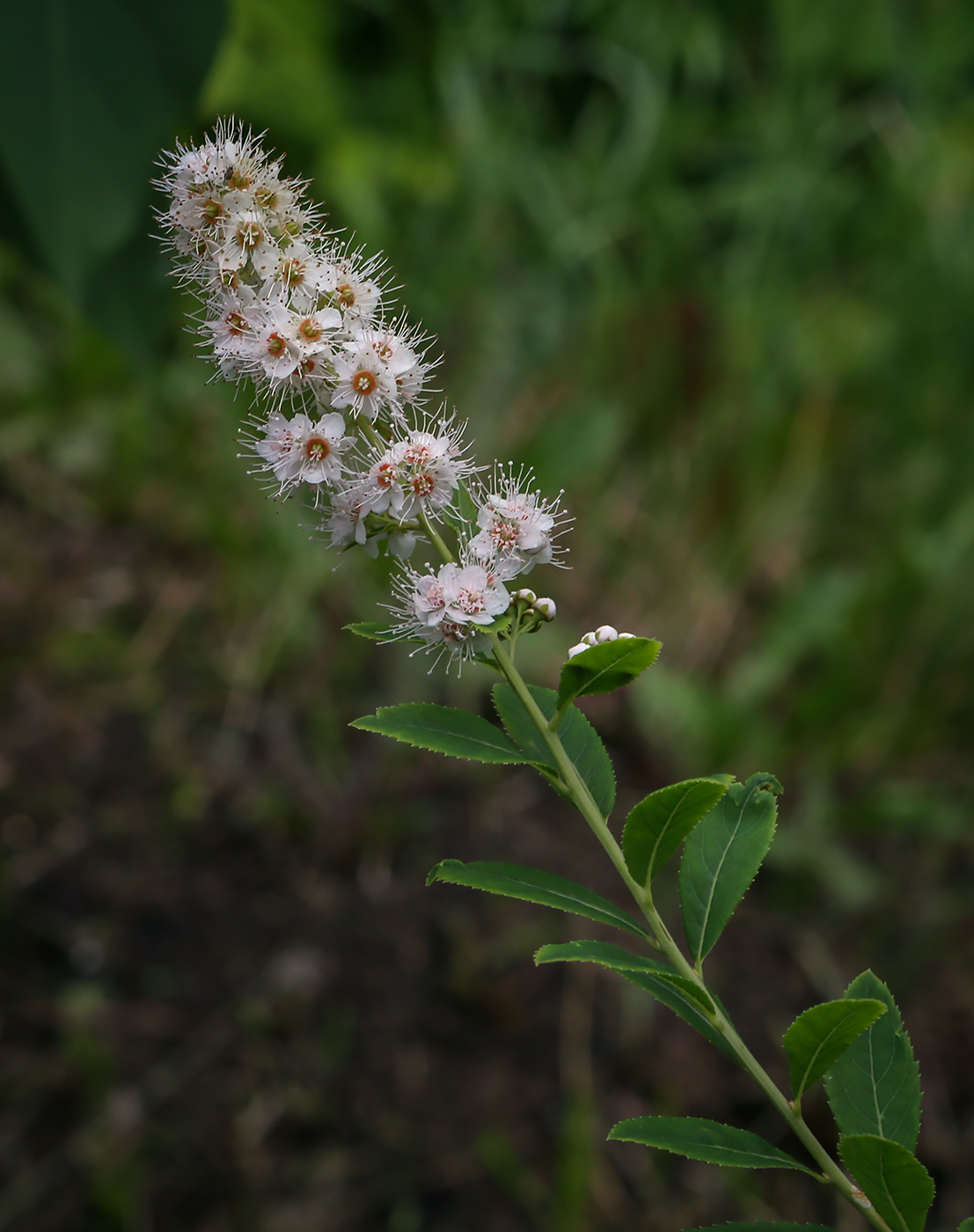 Image of Spiraea alba specimen.