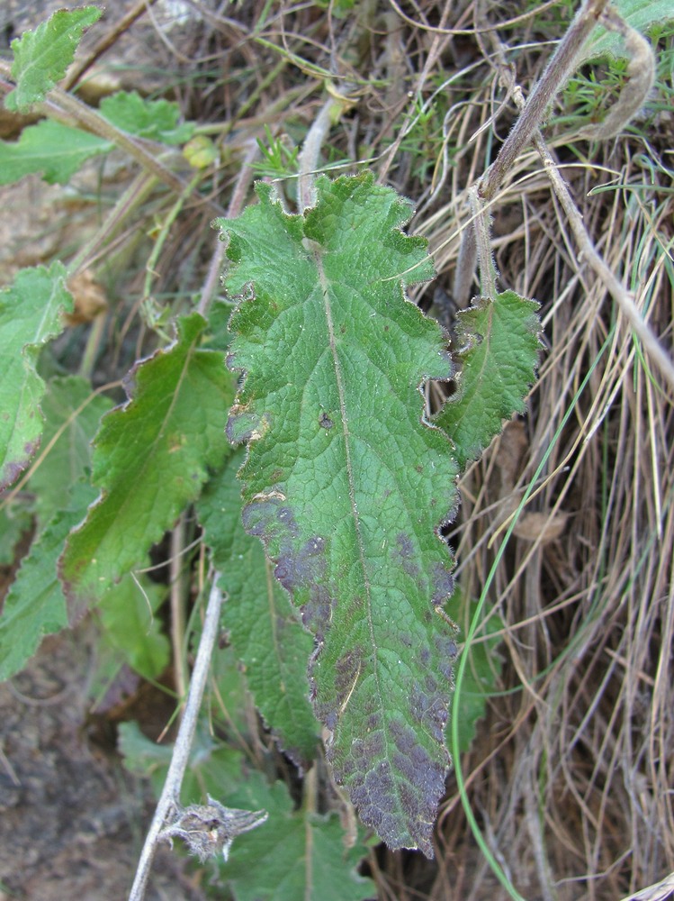 Image of Campanula sarmatica specimen.