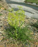 Ferula ceratophylla. Цветущее растение. Казахстан, хр. Каратау, берег р. Икансу. 28.04.2006.