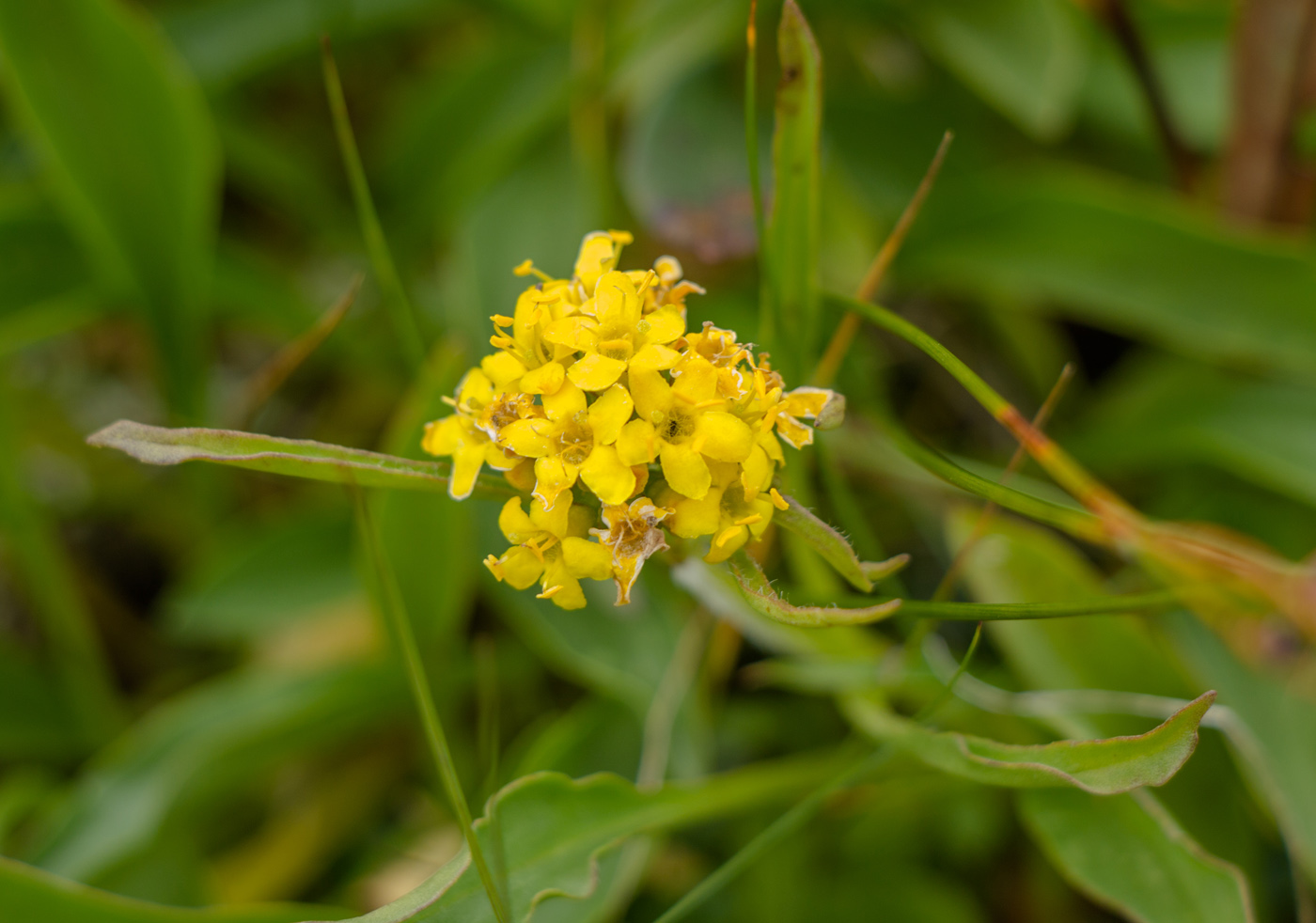 Изображение особи Patrinia sibirica.