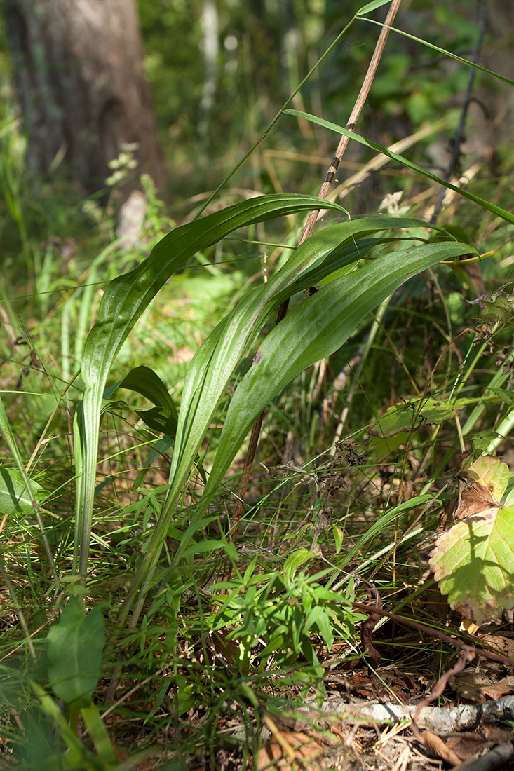 Image of Scorzonera humilis specimen.